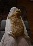 IMG_3586.jpeg