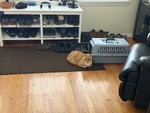 IMG_5372.jpeg